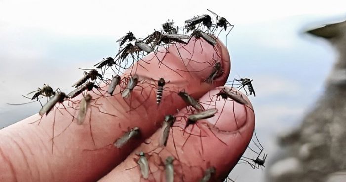 GDJE NESTADE BRIGA ZA ZDRAVLJE GRAĐANA DOBOJA: Komarci grizu, a vlasti ćute