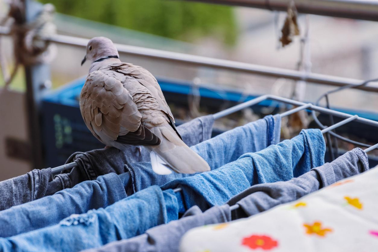 DOBRO POZNAT PROBLEM U DOBOJU: Golubovi prljaju balkone zbog nemara pojedinih stanara