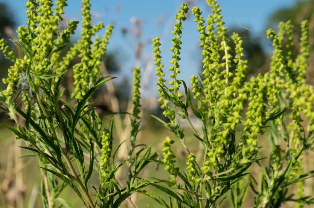Sezona alergija u punom zamahu: Kako se zaštititi od polena ambrozije i koje su kazne za neuklanjanje?