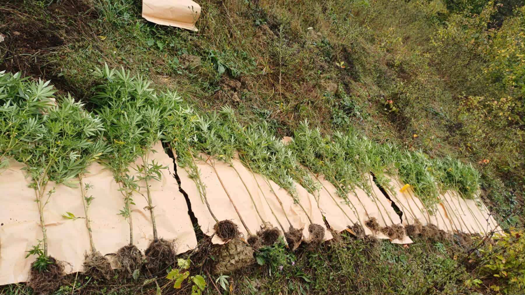 Akcija „Plantaža 2025“ u Doboju – pronađena indijska konoplja i droga