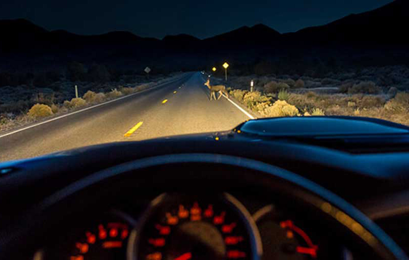 Učestali naleti divljači na putevima: Apel vozačima za pojačan oprez