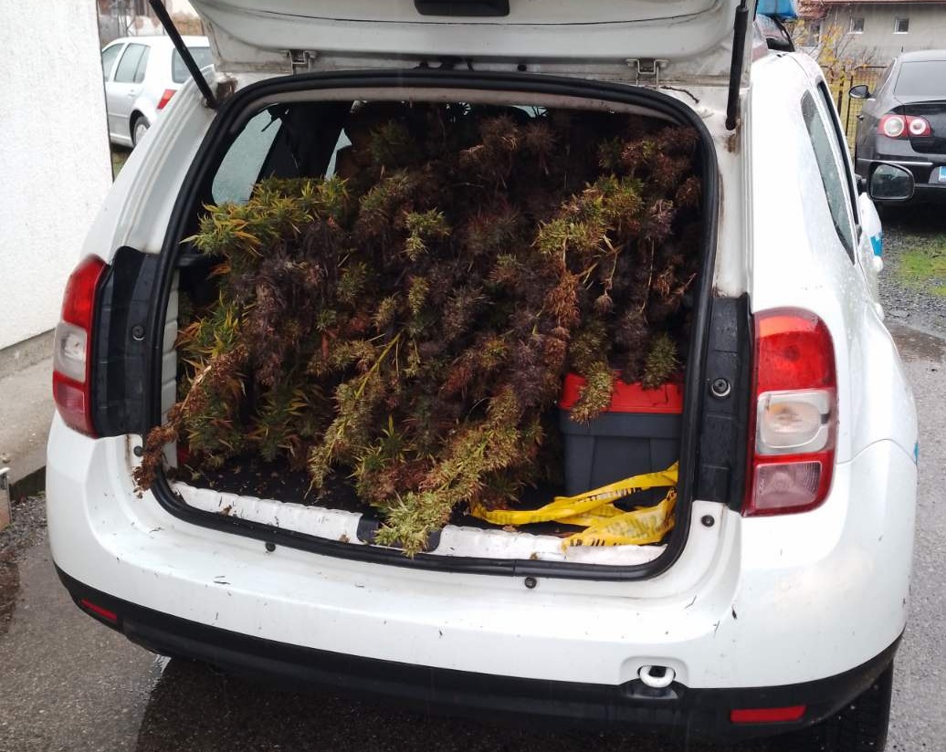 U Petrovu pronađena plantaža sa 51 stabljikom indijske konoplje