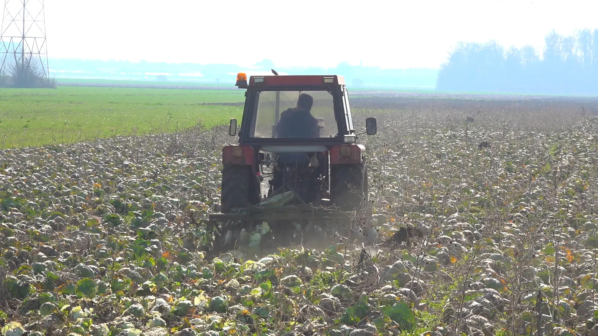 Dok građani plaćaju skupu hranu, proizvođači je uništavaju: Ko gura domaću proizvodnju u propast?