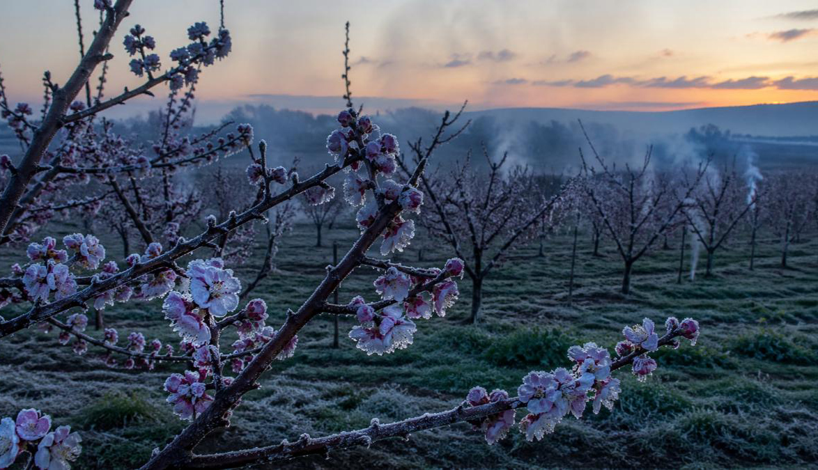 MRAZ PRIJETI VOĆNJACIMA I POVRTNJACIMA: Proizvođačima preporučene mjere zaštite