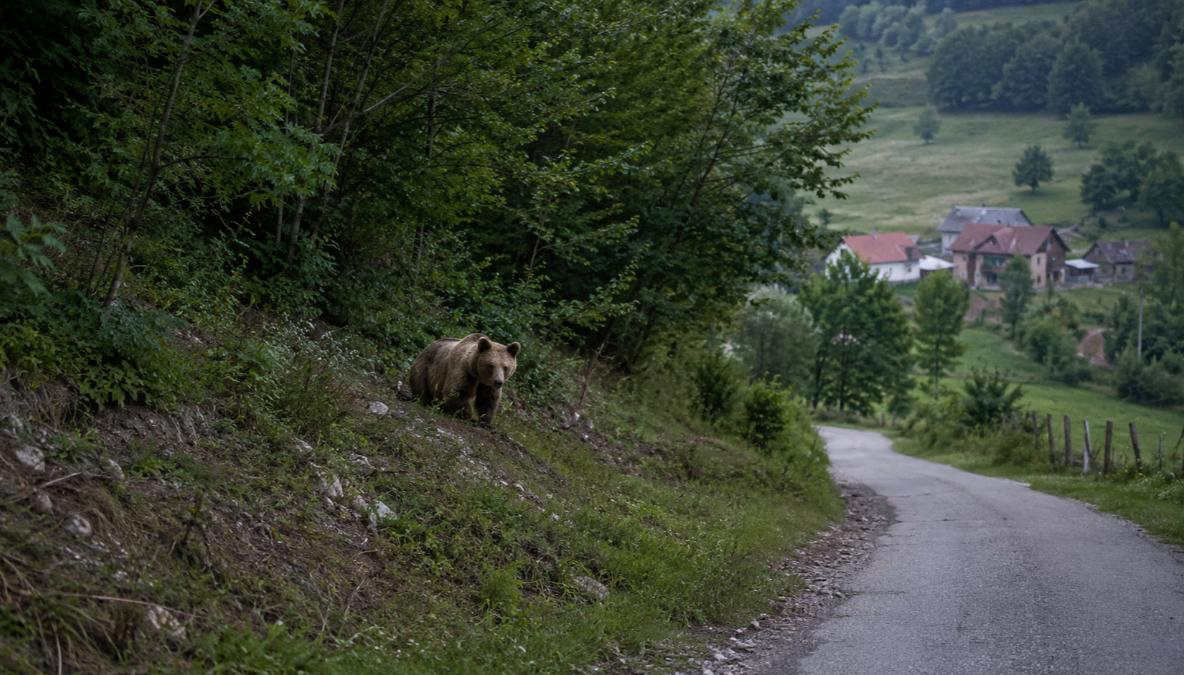 DOBOJ: Medvjed uočen na području Krnjina, mještani i lovci pozvani na oprez
