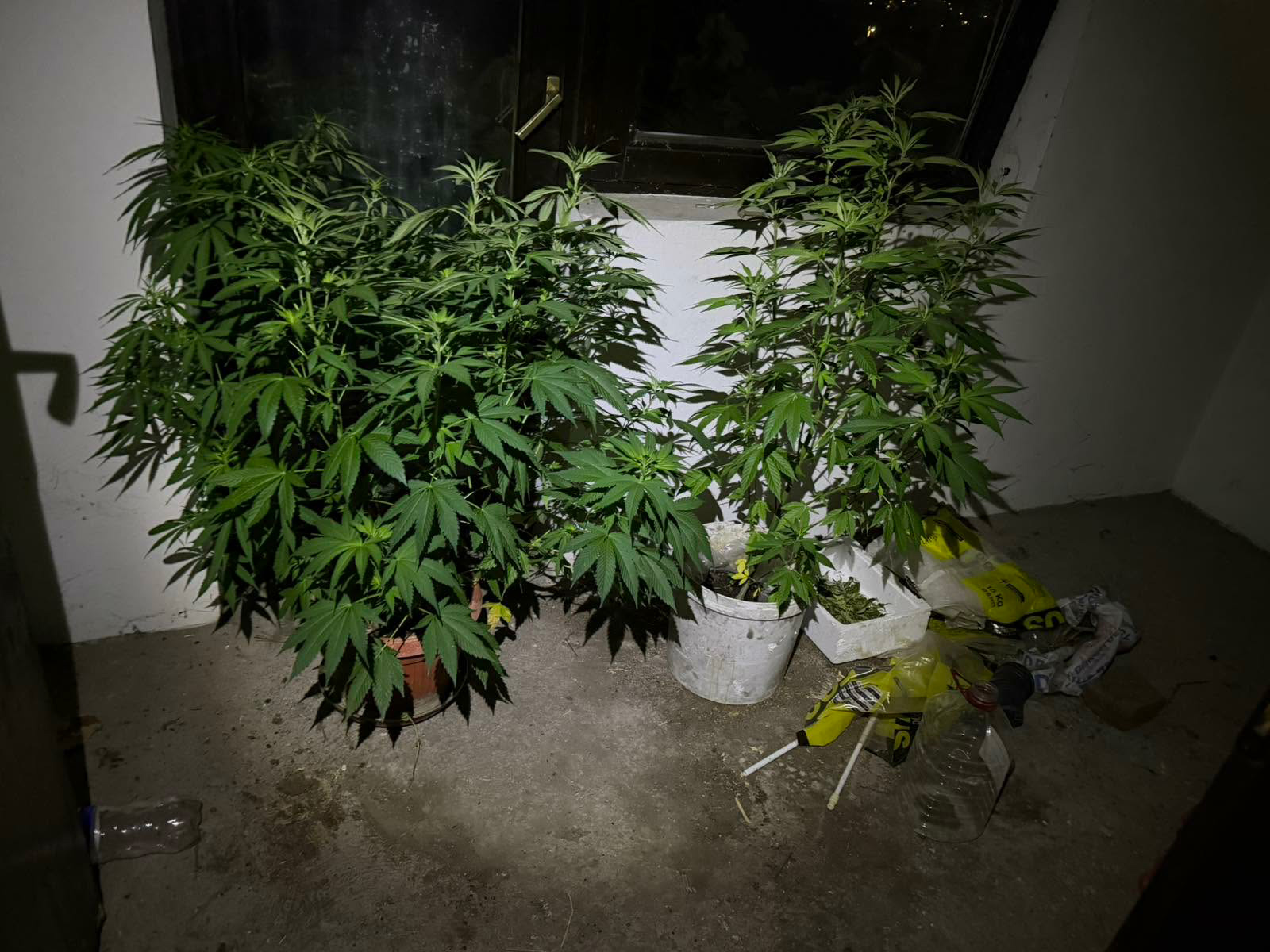 (FOTO) DOBOJ: U akciji „Plantaža 2026“ pronađena marihuana i spid