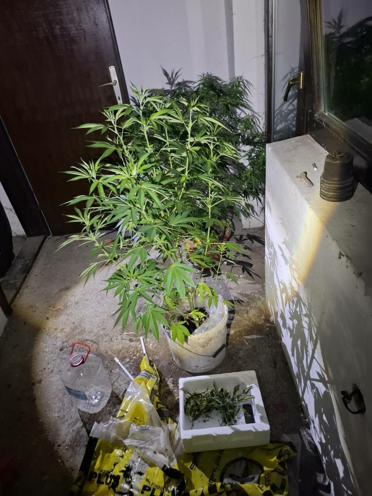 DOBOJ U akciji Plantaza 2026 pronadjena marihuana i spid 01