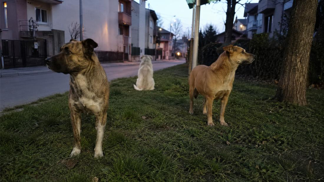 UPOZORENJE IZ ĆUPRIJSKE: Da li neko po travnjacima posipa otrov i staklo?