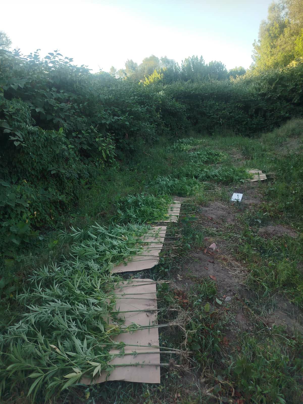 plantaza