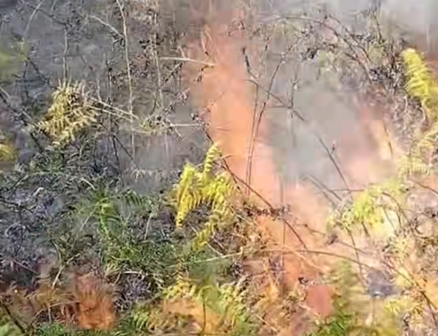 (VIDEO) Požar u Osojnici na Ozrenu, gori 200 duluma šume