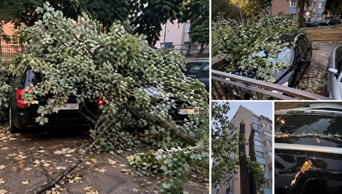(VIDEO) DIO STABLA PAO NA AUTOMOBIL U DOBOJU: Ko će vlasniku platiti štetu?