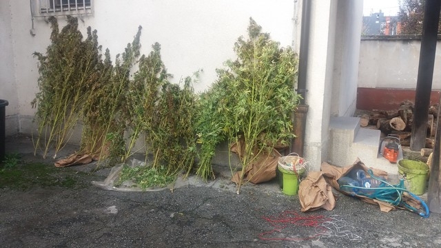 DOBOJ: Pronađeno i oduzeto 20,85 kg stabljika indijske konoplje