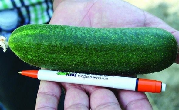 DOBOJ: Dobri uslovi za uzgajanje kornišona