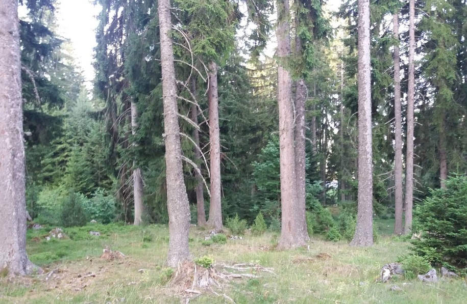 NOVI CJENOVNIK „ŠUMA“: Hrast i bukva skuplji za 20 odsto