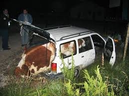 DOBOJ: Tri lica uhapšena zbog krađe krave