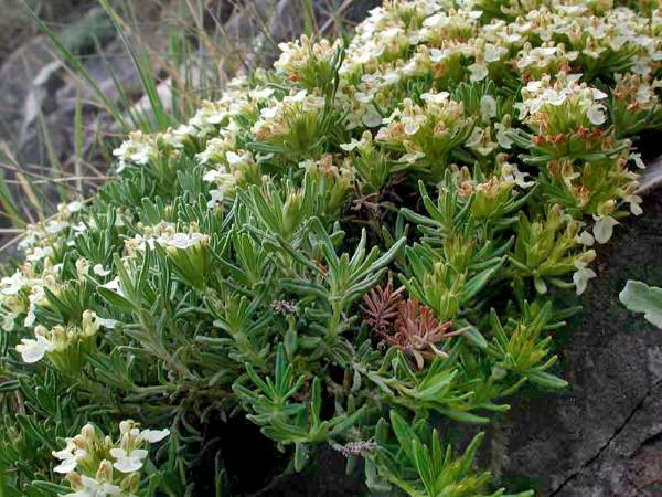 DOBOJ: Trava iva – prijeki lijek za mnoge tegobe (VIDEO)