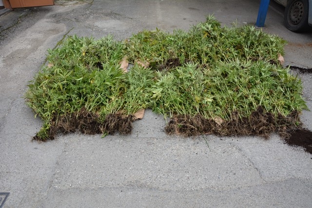 DOBOJ: Pronađen i uklonjen zasad sa 50 kilograma stabljika indijske konoplje (FOTO)