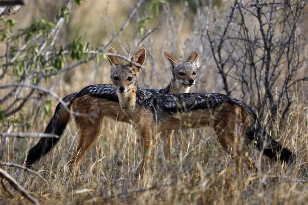 DOBOJ: Povećava se broj šakala