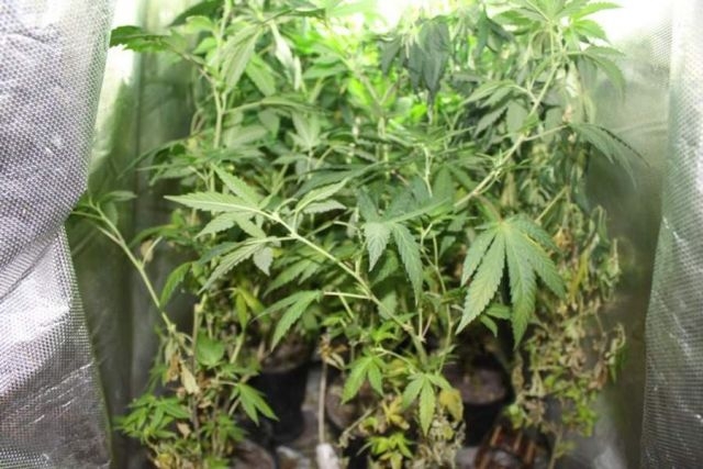 DOBOJ: Kod muškarca iz Tešnja pronađena droga