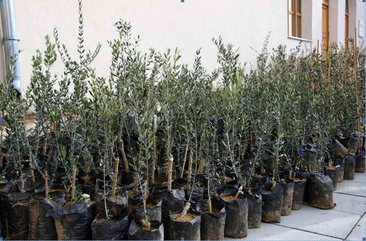 DOBOJ: Sutra podjela sadnica povodom Dana zaštite šuma