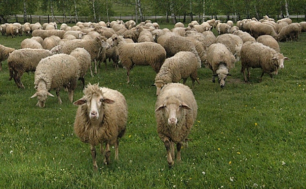 DOBOJ: Miroslav brži od Arapa