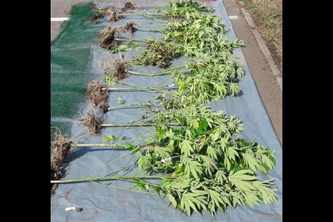 DOBOJ: Pronađen zasad indijske konoplje