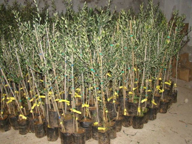 DOBOJ: Podjela sadnica povodom dana zaštite šuma