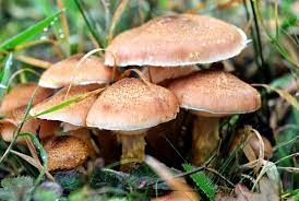 DOBOJ: Trovanje gljivama