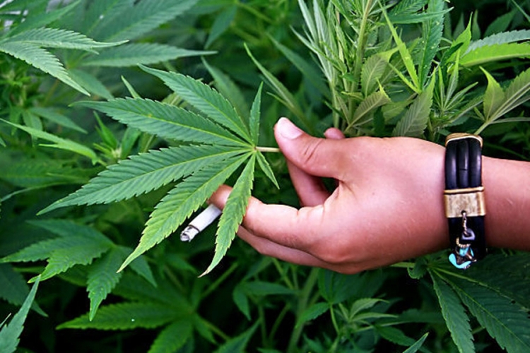 MODRIČA: Pronađena marihuana i 15 stabljika indijske konoplje, uhapšeno jedno lice