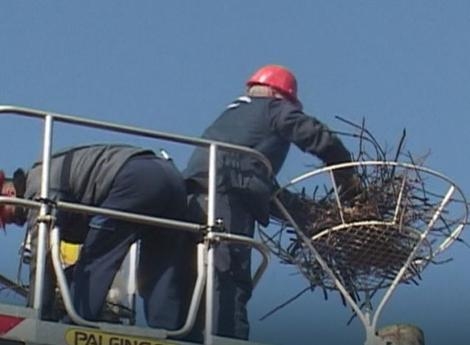DOBOJ: Siguran dom za bele rode, spaseno gnezdo u selu Boljanić (VIDEO)