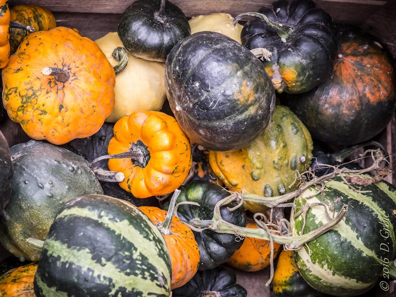 Pokondireni tikvani i režim za hibride
