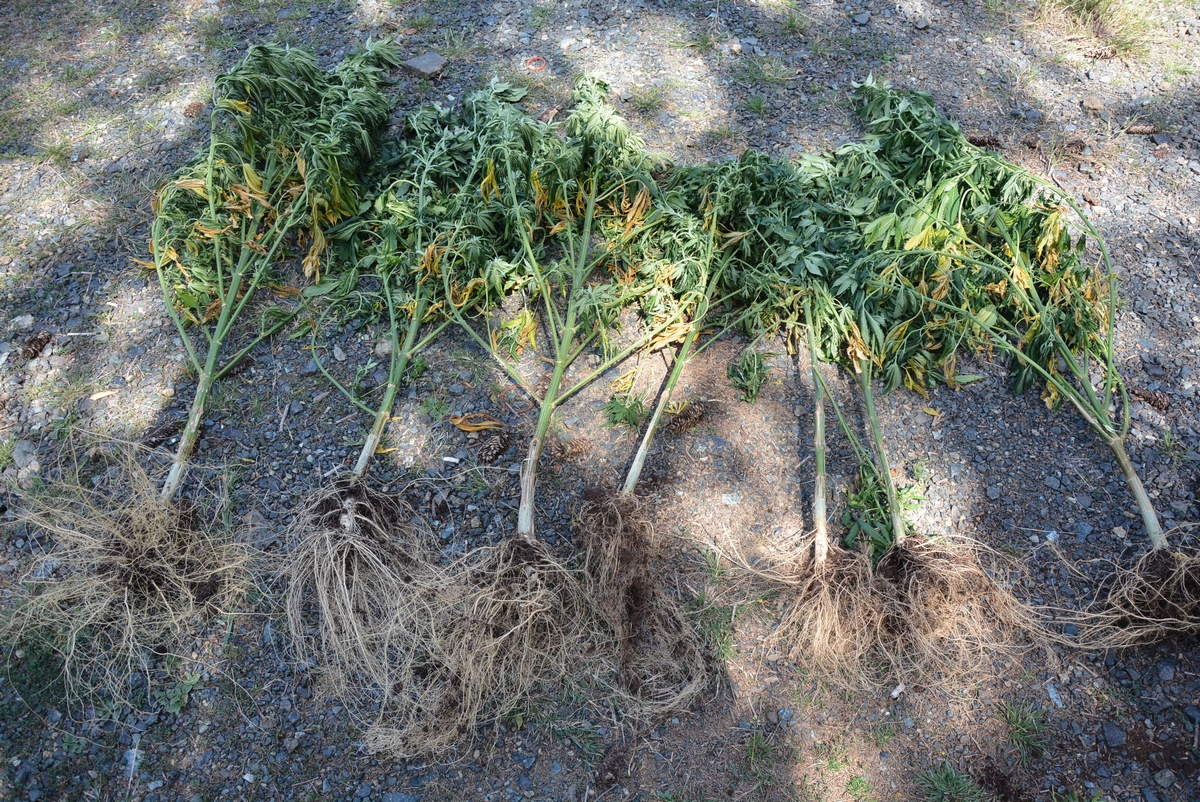 DOBOJ: Pronađena indijska konoplja uzgojena na obronku planine Borja