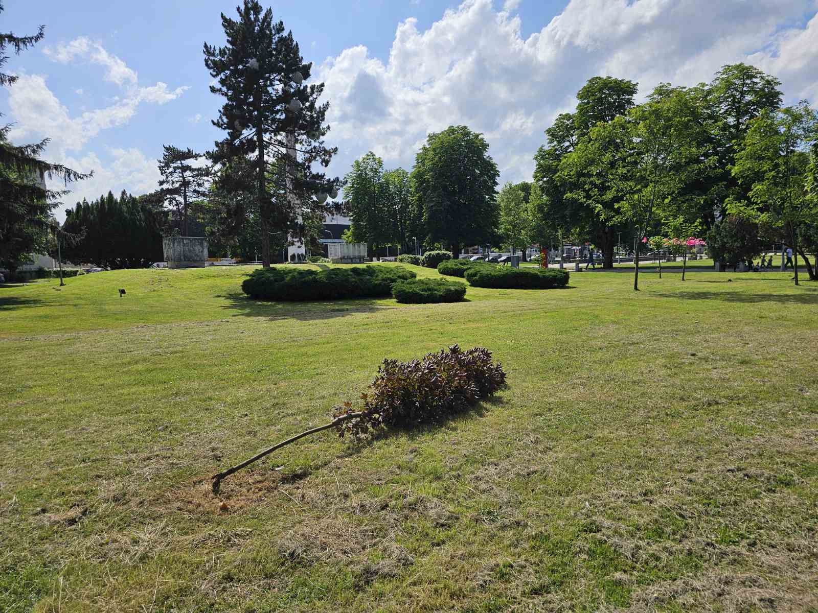 OBORENO DRVO U PARKU NARODNIH HEROJA: Žrtva vlasti koje preziru prirodu