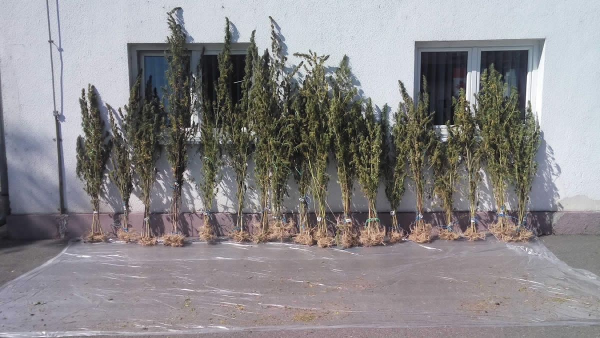 DOBOJ: Pronađena i oduzeta marihuana i indijska konoplja