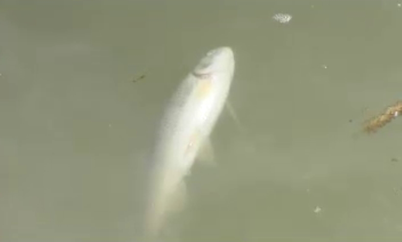 DOBOJ: Strah zbog izlijevanja otpadnih voda u rijeku Spreču (VIDEO)