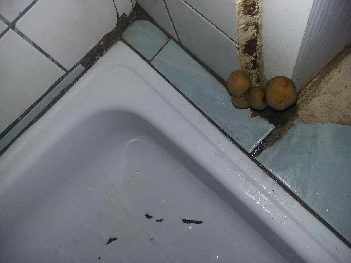 REAGOVANJE: Gljive su stvarne, a ne fotomontaža!? (VIDEO)