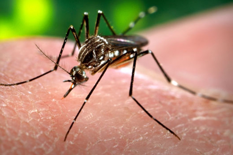 DOBOJ: Dvije žene oboljele od groznice zаpаdnоg Nilа