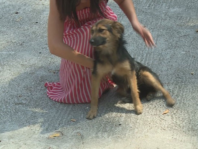 TESLIĆ: Masovno trovanje pasa - počinilac nepoznat, građani ogorčeni! (VIDEO)