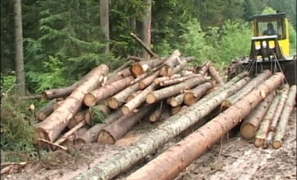 DOBOJ: Osumnjičeni da su prodavali trupce preduzeću bez pilane (VIDEO)