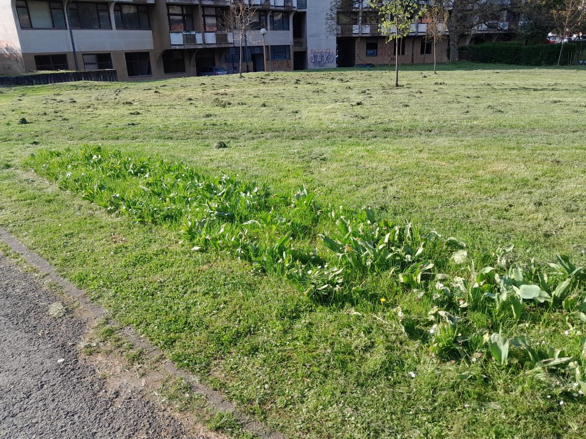 EKOCID PREMA DOBOJSKIM TULIPANIMA: Ko je zadužen da to spriječi? (FOTO)