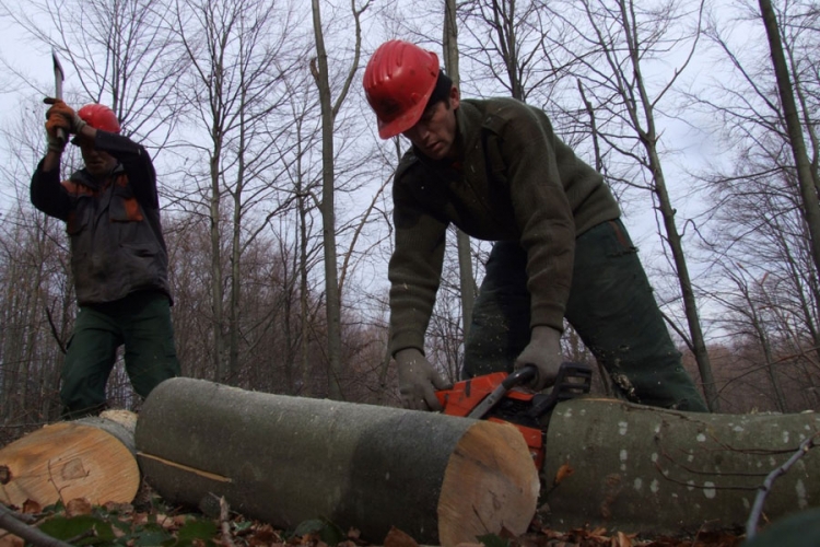 DOBOJ: Nelegalnom sječom drva pričinjena šteta od 99.394 km