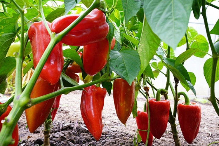 DOBOJ: Stižu plastenici u dobojska sela