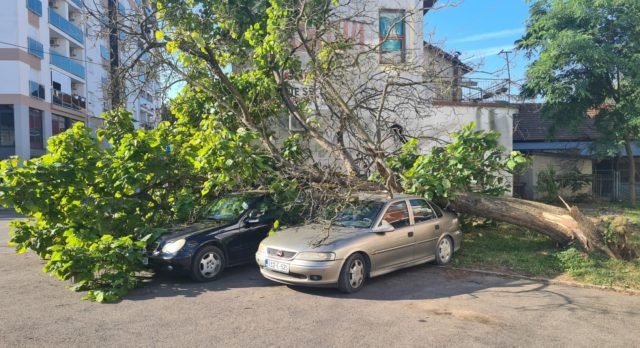 DOBOJ: Dva vozila oštećena usljed pada stabla (FOTO)